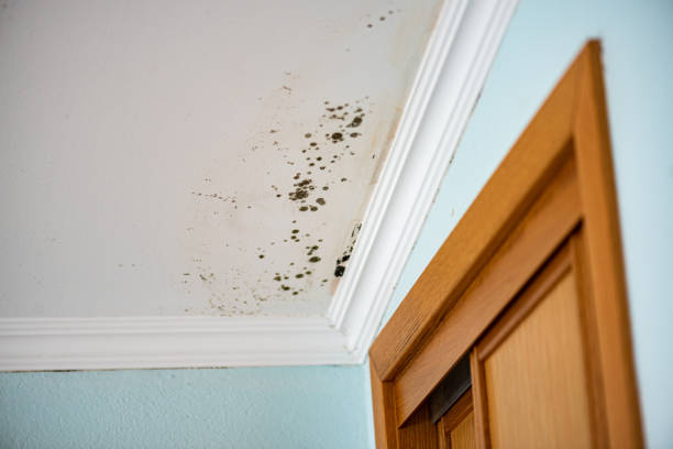 Best Localized Mold Remediation (e.g., coastal areas, humid climates) in Forest Oaks, NC