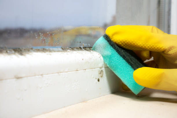 Best Industrial Mold Remediation in Forest Oaks, NC