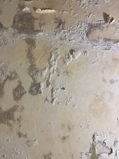 Best Crawl Space Mold Remediation in Forest Oaks, NC
