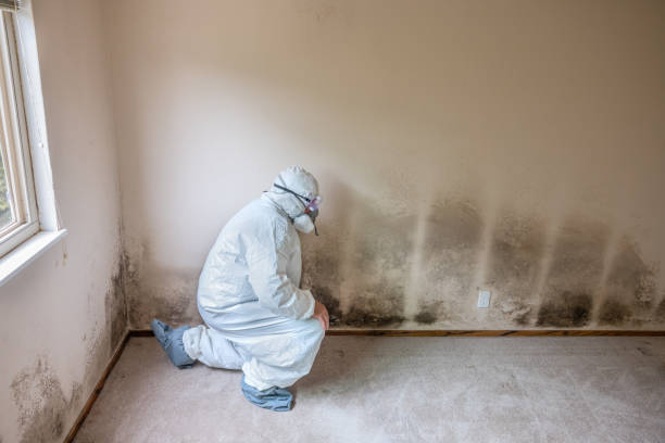 Best White Mold Remediation in Forest Oaks, NC