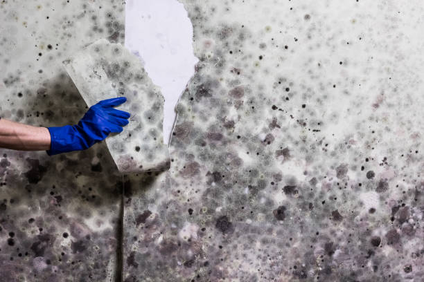 Best Bathroom Mold Remediation in Forest Oaks, NC