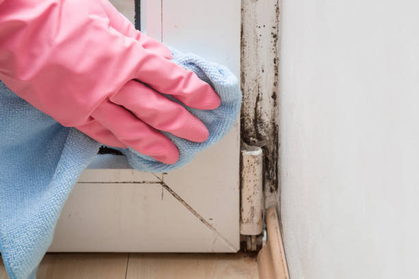 Best Attic Mold Remediation in Forest Oaks, NC