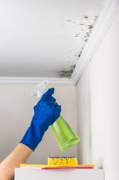 Best Attic Mold Remediation in Forest Oaks, NC